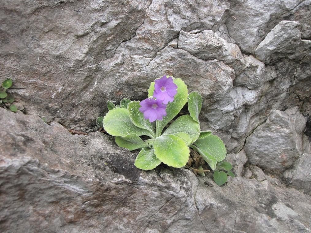 Primula albenensis / Primula del M. Alben